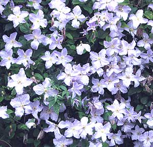 photo of a blue Clematis plant climbing up a garden wall