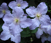 blue clematis growing up a garden wall