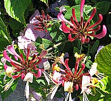 scented honeysuckle will cover a wall or trellis