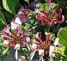 photo of honeysuckle growing in a kentish garden