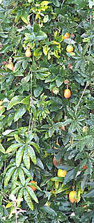 Passion Flower fruits or Passiflora  complement honeysuckle in the garden