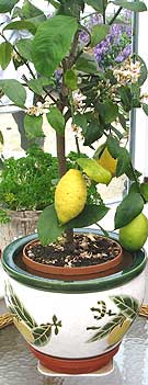 Grow lemons in a kent conservatory