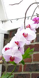 Grow orchids in Hampshire conservatories