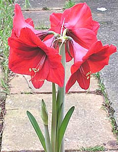 Red hippeastrum plant in garden