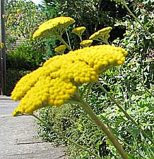 yellow achillea plant