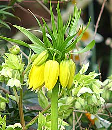 Yellow Crown Imperials or Fritillaria Imperialis