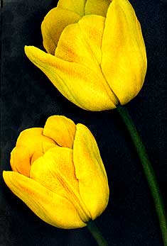 photo of narcissus triandrus thalia - cyclamen flowered miniature daffodil
