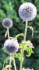 echinops or globe thistle a blue perennial plant