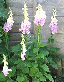 A group of purple foxgloves