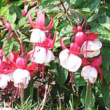 Red and white double Fuchsia flowers at 