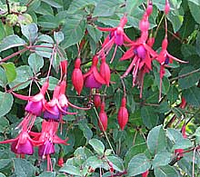 single purple and crimson hardy fuchsia flowers