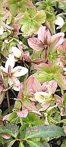 pale pink helleborus - a winter flower