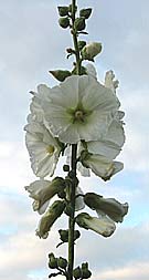 white hollyhock growing in a garden