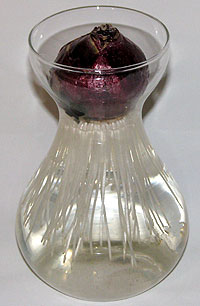 hyacinth-glass.jpg