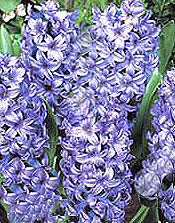 group of delft blue hyacinths