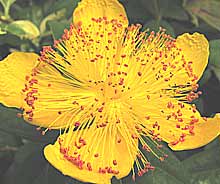 hypericum - st johns wort