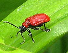 scarlet lily beetle Lilioceris lilii