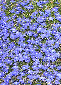 trailing blue lobelia erinus in a hanging basket