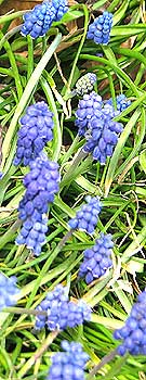 Blue Grape Hyacinths growing in a Kent Garden