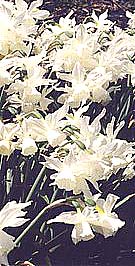 narcissus triandrus thalia - cyclamen flowered daffodil