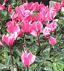 Plants Cyclamen