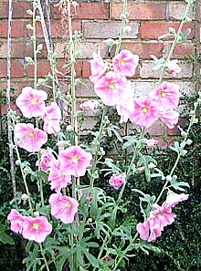 pink hollyhock against a wall