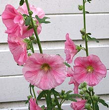 pink fig leaved hollyhock growing in a Kent garden