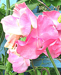 pink sweet peas in flower