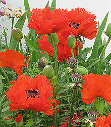 Fringed red oreintal poppy poppies with buds