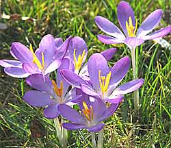 A group of purple crocuses naturalised in  grass