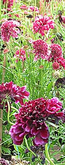 crimson scabious for sale at a garden centre