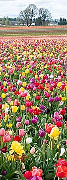 tulip farm in holland