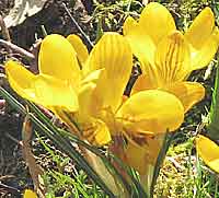 A group of yellow crocuses in the spring sunshine