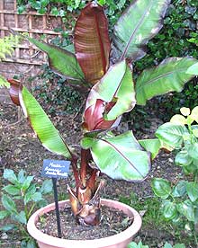 banana plant growing in a pot in a seaside garden