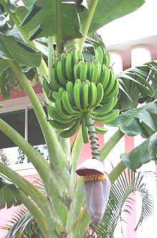 banana plants with fruits and flower in Cuba