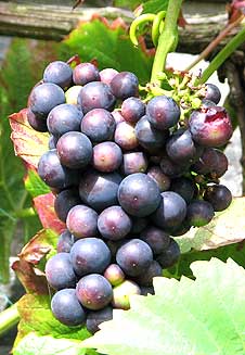 Growing black grapes in your garden