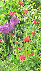 Border plants in a Kent landscaped Garden