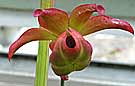 green carnivorous plant growing at Kew Gardens nursery