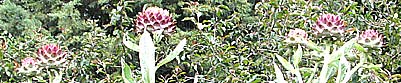 artichokes in kew gardens
