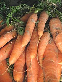 bunch of carrots with green carrot tops