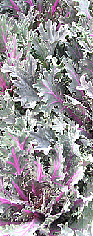 ornamental curly kale