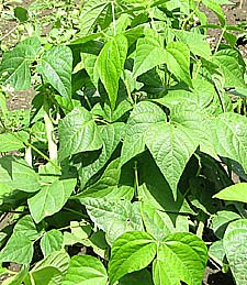 french beans benefit from mulching