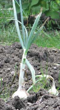 growing onions