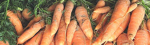 bunches of carrots with carrot tops
