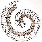 illustration of a millipede curled up