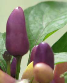 Purple capsicum fruits on a pepper plant