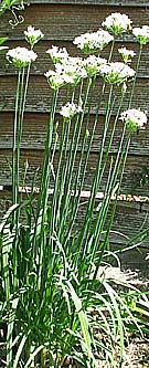 herb - garlic chives