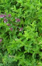 herbs growing at iden specialist herb nursery