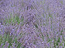 Lavender Flowers on Growing Lavender For Scented Flowers In The Garden