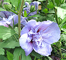 blue hibiscus